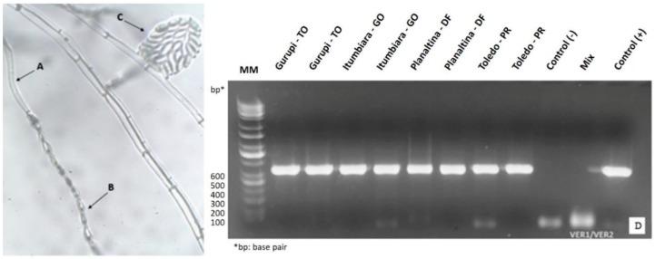 https://cdn.ncbi.nlm.nih.gov/pmc/blobs/00f0/6520941/6955a5e2ee24/toxins-11-00215-g001.jpg