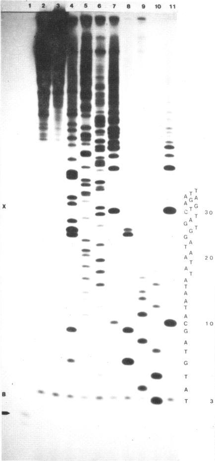 https://cdn.ncbi.nlm.nih.gov/pmc/blobs/00f4/342730/d31283ab15c2/nar00472-0055-a.jpg