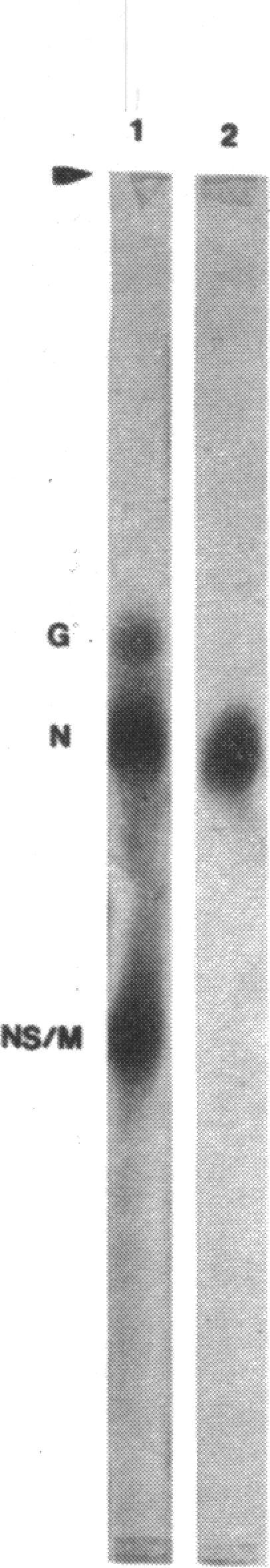 https://cdn.ncbi.nlm.nih.gov/pmc/blobs/00f4/342730/ec11dd6b9efb/nar00472-0051-a.jpg