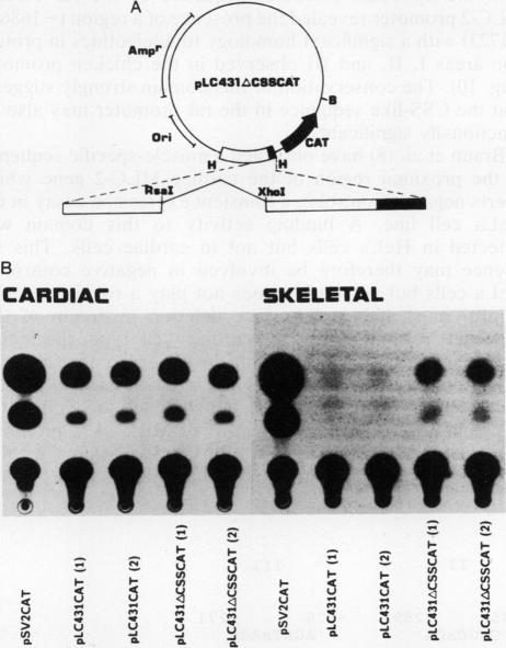 https://cdn.ncbi.nlm.nih.gov/pmc/blobs/00f7/369470/641b012c9f51/molcellb00166-0507-b.jpg