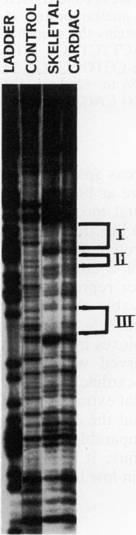 https://cdn.ncbi.nlm.nih.gov/pmc/blobs/00f7/369470/b04d7923cf76/molcellb00166-0507-a.jpg
