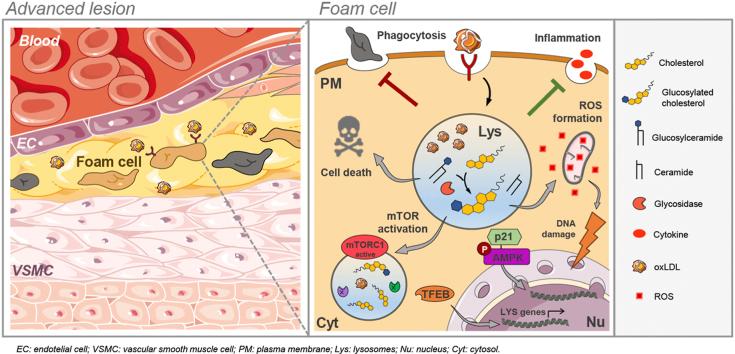 https://cdn.ncbi.nlm.nih.gov/pmc/blobs/00fa/12197965/ac69aff5e10c/ga1.jpg