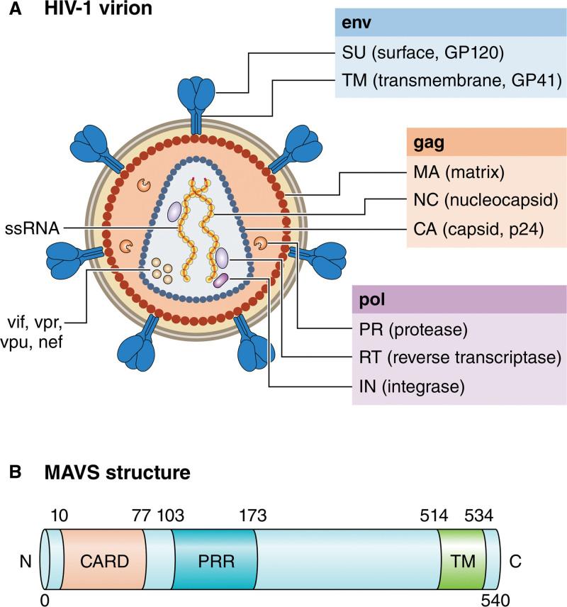 https://cdn.ncbi.nlm.nih.gov/pmc/blobs/00fd/11122810/01b777d5a848/res-134-1581-g003.jpg