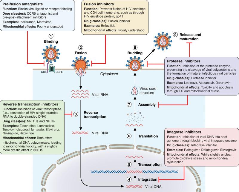 https://cdn.ncbi.nlm.nih.gov/pmc/blobs/00fd/11122810/40b334416b01/res-134-1581-g004.jpg