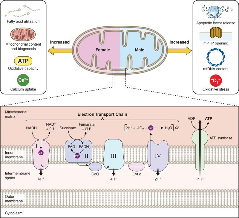 https://cdn.ncbi.nlm.nih.gov/pmc/blobs/00fd/11122810/bad680d7d03b/res-134-1581-g005.jpg