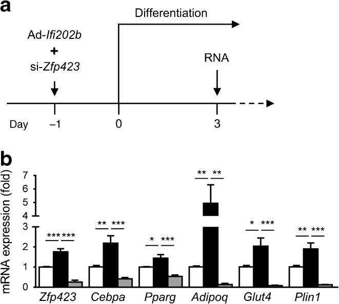 https://cdn.ncbi.nlm.nih.gov/pmc/blobs/00fd/6448999/f0eaf17f0991/125_2018_4571_Fig4_HTML.jpg