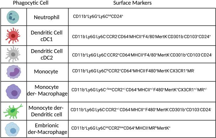 https://cdn.ncbi.nlm.nih.gov/pmc/blobs/00fd/8452962/0d73a88d6c2e/fimmu-12-728848-g001.jpg