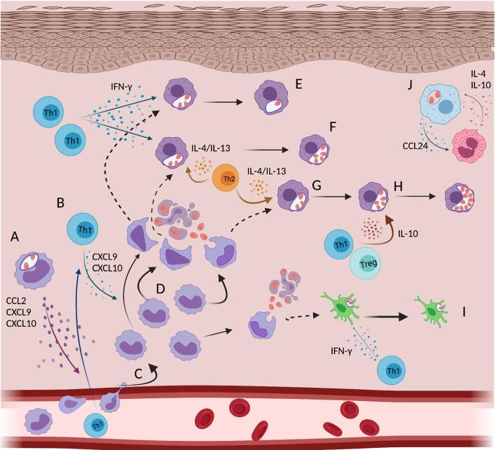 https://cdn.ncbi.nlm.nih.gov/pmc/blobs/00fd/8452962/37d6f8b3e5ab/fimmu-12-728848-g004.jpg