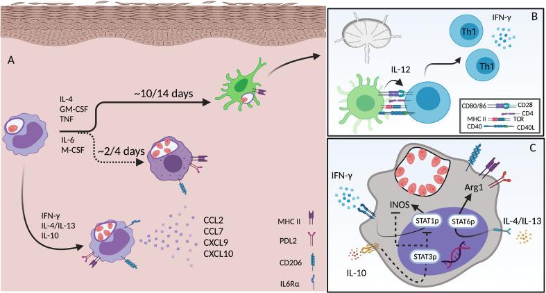 https://cdn.ncbi.nlm.nih.gov/pmc/blobs/00fd/8452962/3f64f267632f/fimmu-12-728848-g003.jpg