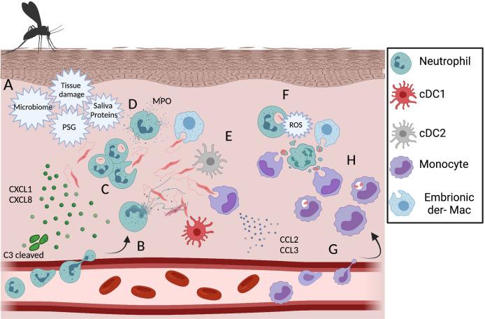 https://cdn.ncbi.nlm.nih.gov/pmc/blobs/00fd/8452962/f2c20996bb0c/fimmu-12-728848-g002.jpg