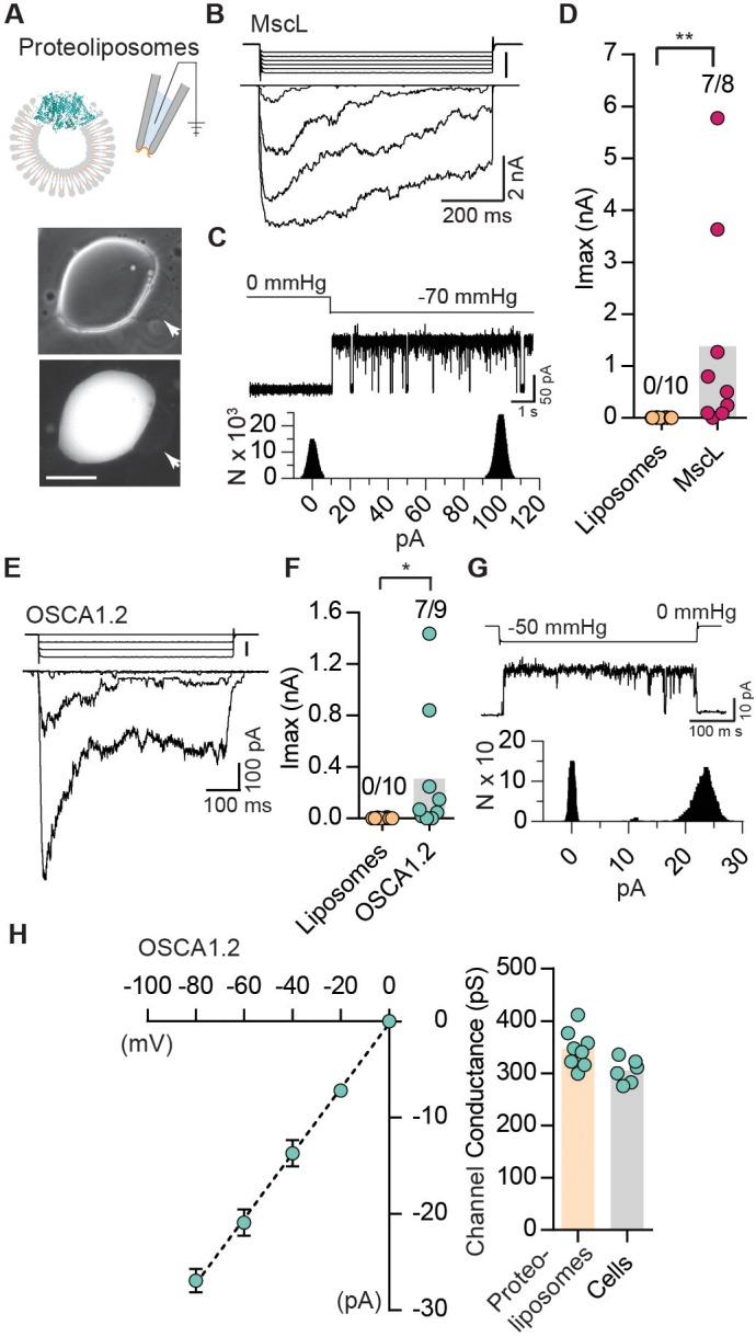 https://cdn.ncbi.nlm.nih.gov/pmc/blobs/0101/6235560/9ac6dd78df4d/elife-41844-fig3.jpg