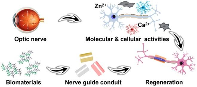 https://cdn.ncbi.nlm.nih.gov/pmc/blobs/0103/11703557/0a3595e95f7a/rbae133f12.jpg
