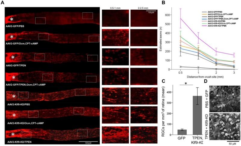https://cdn.ncbi.nlm.nih.gov/pmc/blobs/0103/11703557/7b580a6f7d18/rbae133f5.jpg