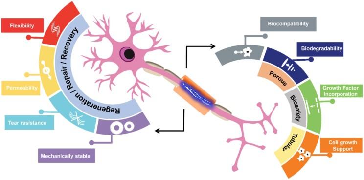 https://cdn.ncbi.nlm.nih.gov/pmc/blobs/0103/11703557/965f6682a629/rbae133f7.jpg