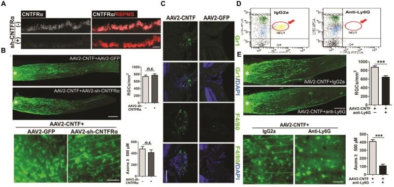 https://cdn.ncbi.nlm.nih.gov/pmc/blobs/0103/11703557/b194873282cd/rbae133f3.jpg