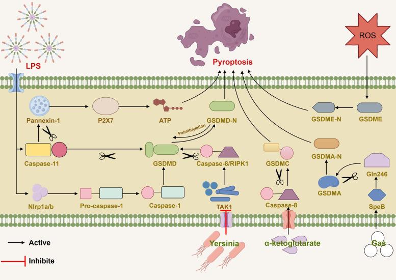 https://cdn.ncbi.nlm.nih.gov/pmc/blobs/0105/11246884/202d6f7edf54/fimmu-15-1378990-g001.jpg