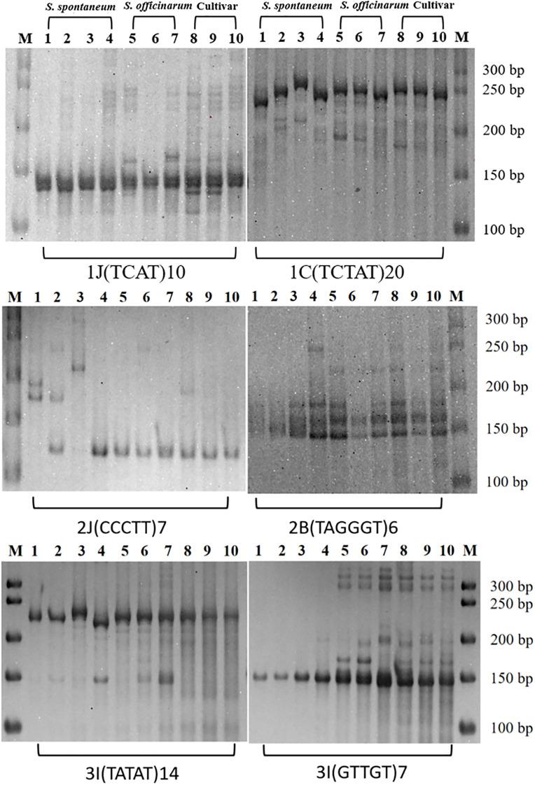 https://cdn.ncbi.nlm.nih.gov/pmc/blobs/0105/11996920/33b06b49c15b/fpls-16-1573967-g003.jpg