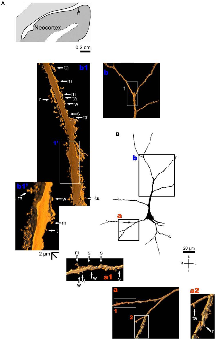 https://cdn.ncbi.nlm.nih.gov/pmc/blobs/0107/7991104/4f5b74b2dd36/fnsyn-13-616607-g010.jpg