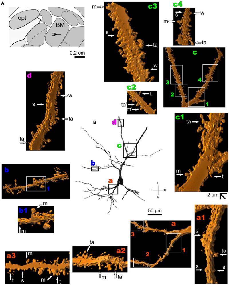 https://cdn.ncbi.nlm.nih.gov/pmc/blobs/0107/7991104/99f0fb6288b3/fnsyn-13-616607-g005.jpg