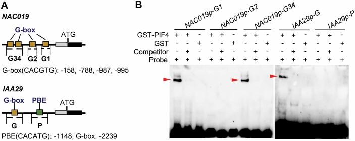 https://cdn.ncbi.nlm.nih.gov/pmc/blobs/0107/8446286/e3e3611bc35e/erab158f0005.jpg