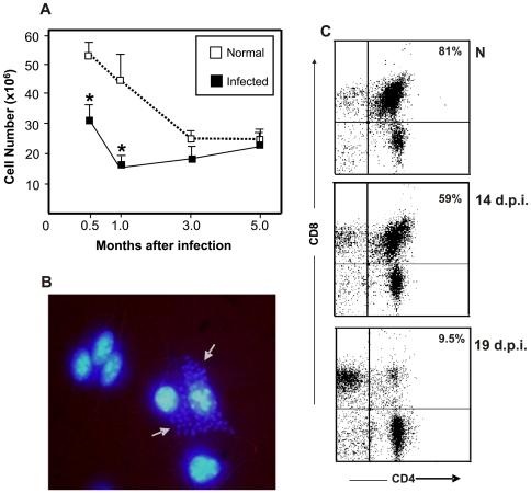 https://cdn.ncbi.nlm.nih.gov/pmc/blobs/0108/2700264/aa23a4de3bf7/pntd.0000417.g002.jpg