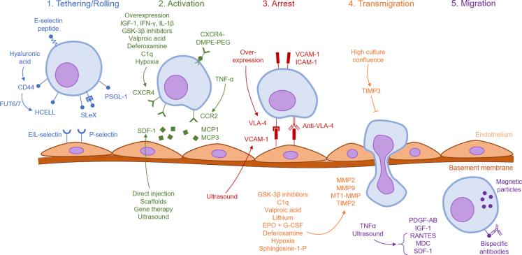 https://cdn.ncbi.nlm.nih.gov/pmc/blobs/0109/6529790/a33d85eaacab/gr2.jpg