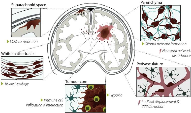 https://cdn.ncbi.nlm.nih.gov/pmc/blobs/010c/9185002/5501ccd124b2/10.1177_17590914221102065-fig4.jpg