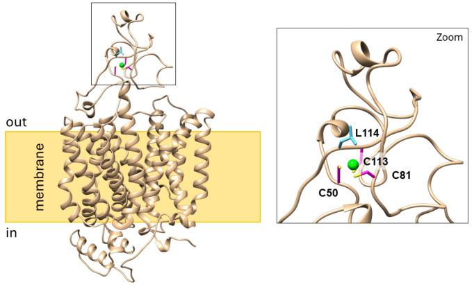 https://cdn.ncbi.nlm.nih.gov/pmc/blobs/010e/11642070/9061066a591d/ijms-25-13218-g005.jpg