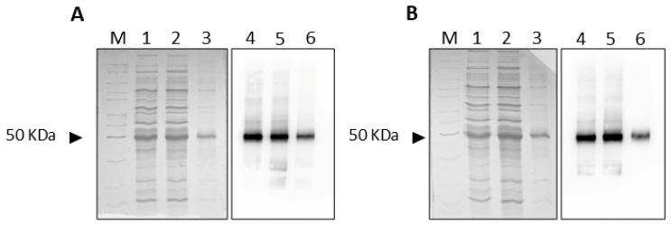 https://cdn.ncbi.nlm.nih.gov/pmc/blobs/010e/11642070/e830880cc4fc/ijms-25-13218-g010.jpg