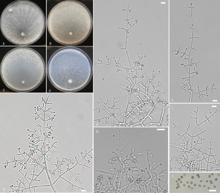 https://cdn.ncbi.nlm.nih.gov/pmc/blobs/0110/8873192/5060d04960a9/mycokeys-87-133-g007.jpg