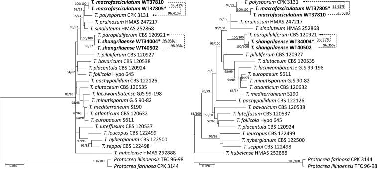https://cdn.ncbi.nlm.nih.gov/pmc/blobs/0110/8873192/8bb1612bf10f/mycokeys-87-133-g002.jpg