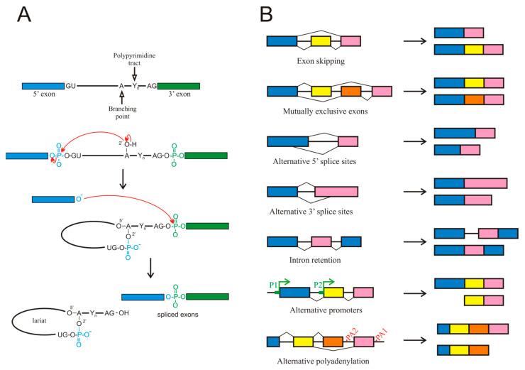 https://cdn.ncbi.nlm.nih.gov/pmc/blobs/0111/11171328/561caf541835/cancers-16-02123-g001.jpg