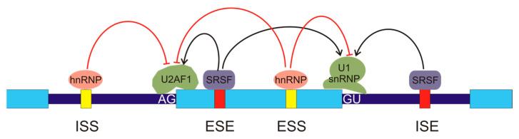 https://cdn.ncbi.nlm.nih.gov/pmc/blobs/0111/11171328/ce92022008ab/cancers-16-02123-g002.jpg