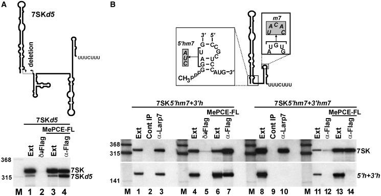 https://cdn.ncbi.nlm.nih.gov/pmc/blobs/0111/3632141/37d83dd922d5/gkt159f6p.jpg