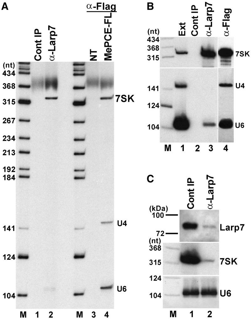https://cdn.ncbi.nlm.nih.gov/pmc/blobs/0111/3632141/b354cba64adf/gkt159f1p.jpg