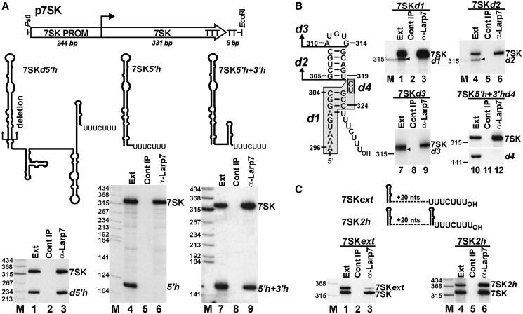 https://cdn.ncbi.nlm.nih.gov/pmc/blobs/0111/3632141/c2356fd47381/gkt159f2p.jpg