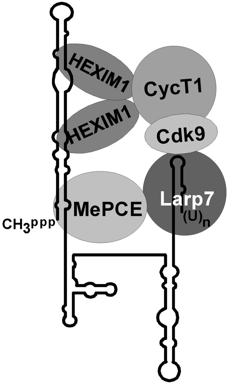 https://cdn.ncbi.nlm.nih.gov/pmc/blobs/0111/3632141/c4fcfe76f133/gkt159f9p.jpg