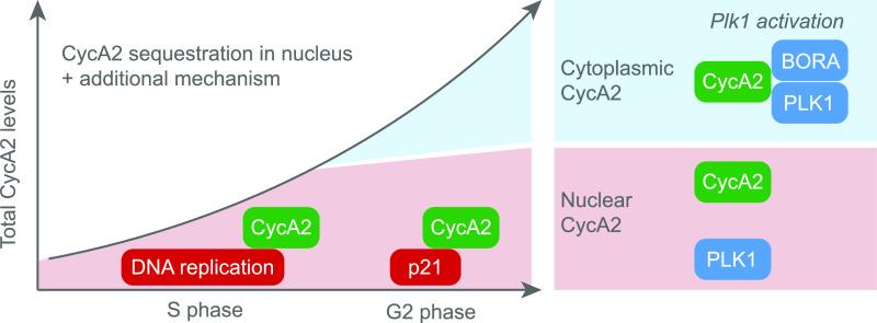 https://cdn.ncbi.nlm.nih.gov/pmc/blobs/0111/7812317/20dc54959efb/LSA-2020-00980_Fig7.jpg