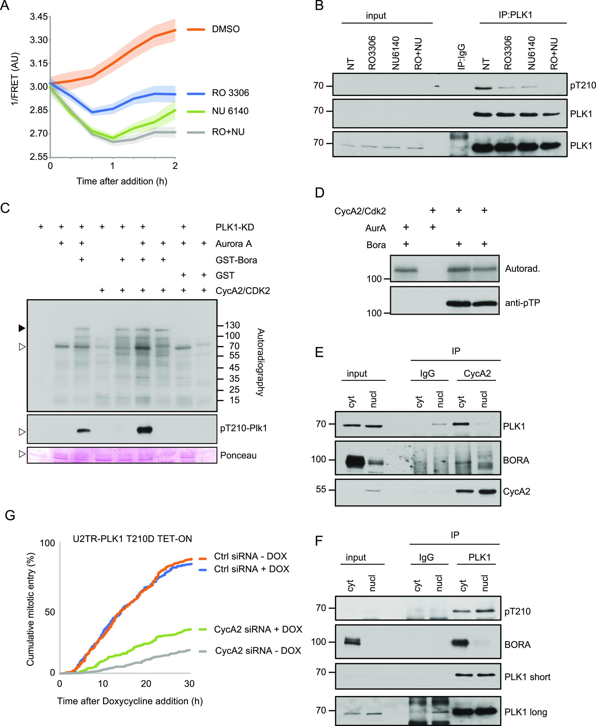 https://cdn.ncbi.nlm.nih.gov/pmc/blobs/0111/7812317/a24c18fab663/LSA-2020-00980_Fig3.jpg