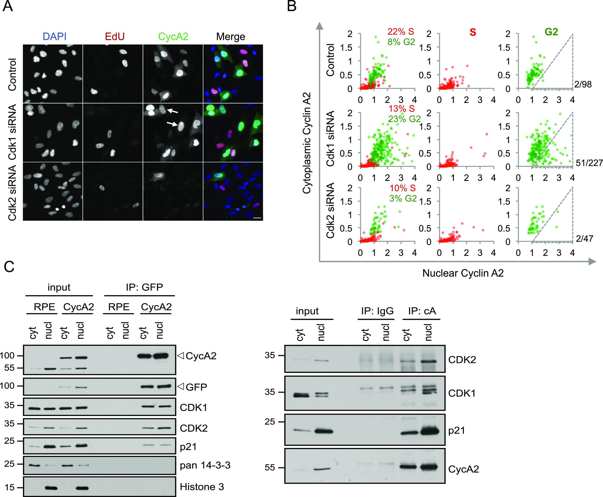 https://cdn.ncbi.nlm.nih.gov/pmc/blobs/0111/7812317/c4b5361bac78/LSA-2020-00980_Fig4.jpg