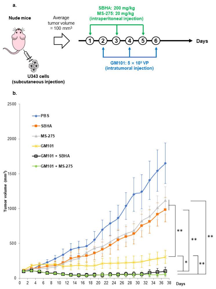 https://cdn.ncbi.nlm.nih.gov/pmc/blobs/0115/8616263/1c96aec22271/cells-10-02811-g005.jpg