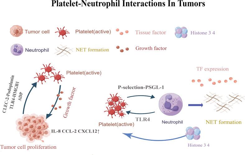 https://cdn.ncbi.nlm.nih.gov/pmc/blobs/0116/10158495/0bf29e943aa9/fimmu-14-1165989-g001.jpg