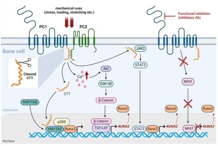 https://cdn.ncbi.nlm.nih.gov/pmc/blobs/0116/11121608/5378071919cd/ijms-25-05291-g002.jpg
