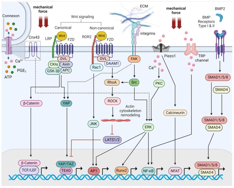 https://cdn.ncbi.nlm.nih.gov/pmc/blobs/0116/11121608/e6d703c01ba1/ijms-25-05291-g001.jpg
