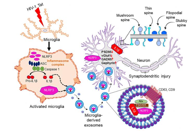 https://cdn.ncbi.nlm.nih.gov/pmc/blobs/0116/11648479/2a37a7eb0232/evcna-3-2-133.fig.7.jpg