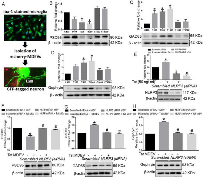 https://cdn.ncbi.nlm.nih.gov/pmc/blobs/0116/11648479/84fcc3ac4a5a/evcna-3-2-133.fig.3.jpg