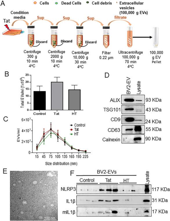 https://cdn.ncbi.nlm.nih.gov/pmc/blobs/0116/11648479/d90a96e71d7c/evcna-3-2-133.fig.1.jpg