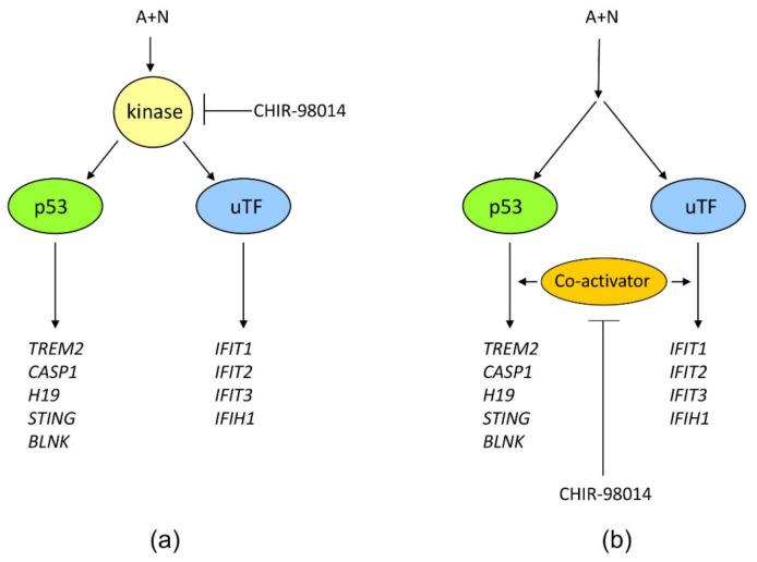 https://cdn.ncbi.nlm.nih.gov/pmc/blobs/0117/8538697/b0d47ef79de0/ijms-22-11072-g013.jpg