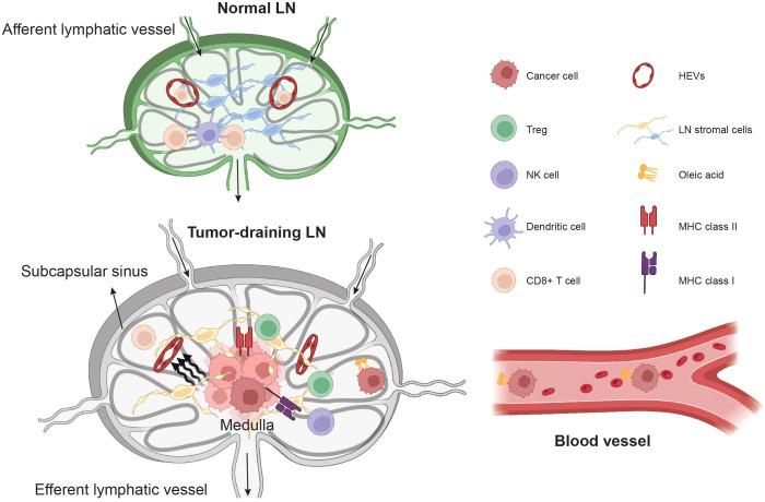 https://cdn.ncbi.nlm.nih.gov/pmc/blobs/0118/11357954/d32a0cf8a2be/fimmu-15-1449291-g002.jpg