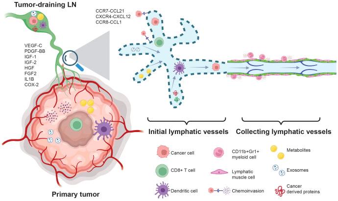 https://cdn.ncbi.nlm.nih.gov/pmc/blobs/0118/11357954/f451b4508032/fimmu-15-1449291-g001.jpg